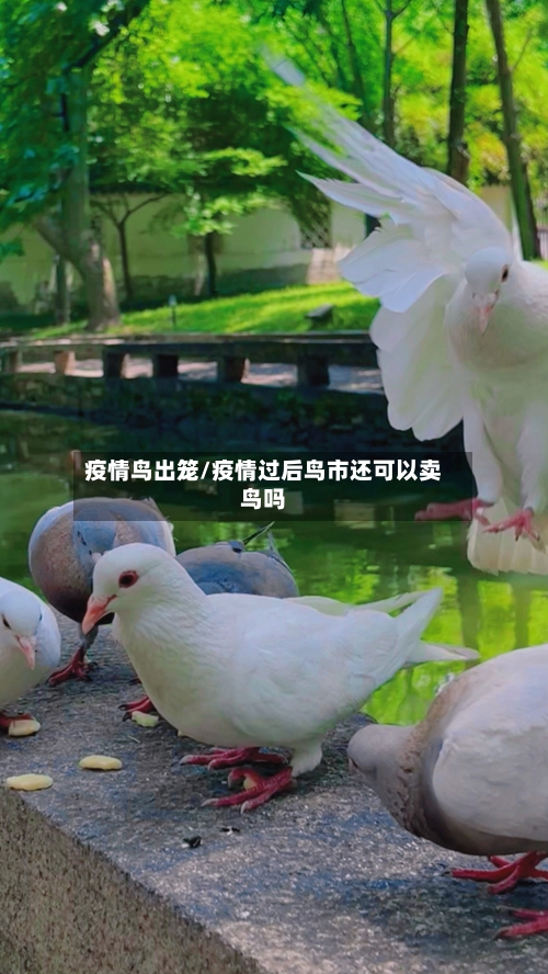 疫情鸟出笼/疫情过后鸟市还可以卖鸟吗-第2张图片